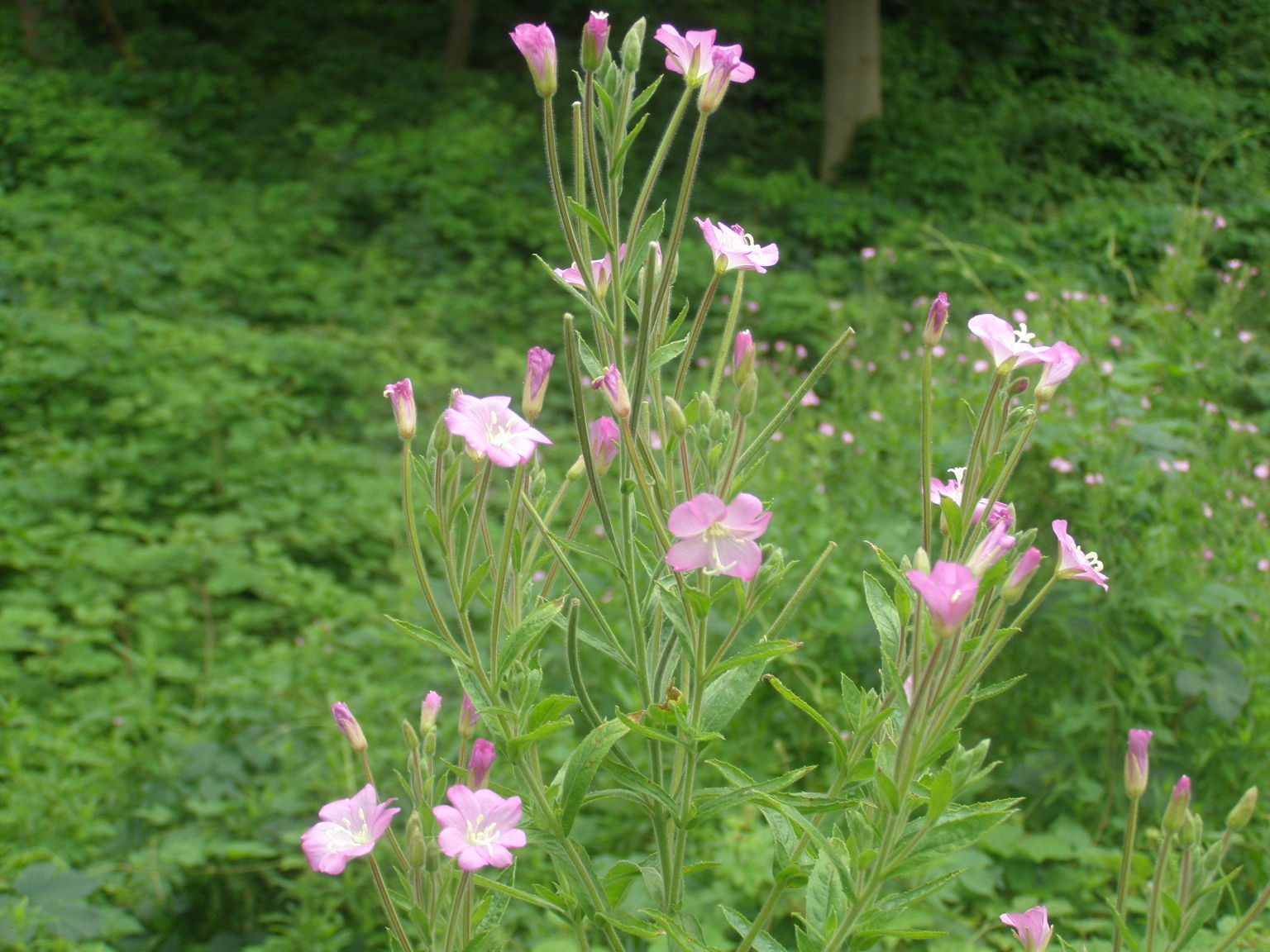 Epilobium hirsutum